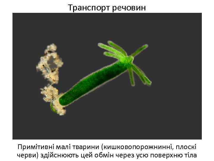 Транспорт речовин Примітивні малі тварини (кишковопорожнинні, плоскі черви) здійснюють цей обмін через усю поверхню