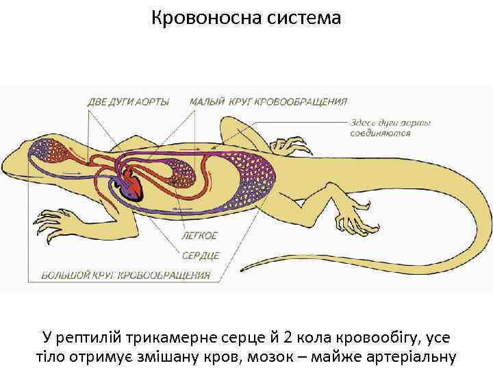 Кровоносна система У рептилій трикамерне серце й 2 кола кровообігу, усе тіло отримує змішану