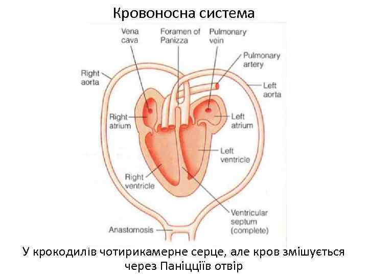 Кровоносна система У крокодилів чотирикамерне серце, але кров змішується через Паніцціїв отвір 