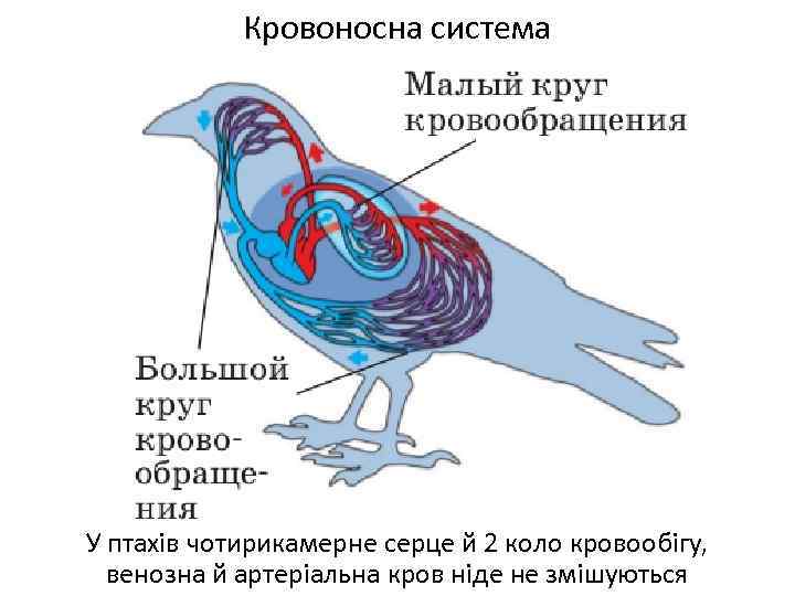 Кровоносна система У птахів чотирикамерне серце й 2 коло кровообігу, венозна й артеріальна кров