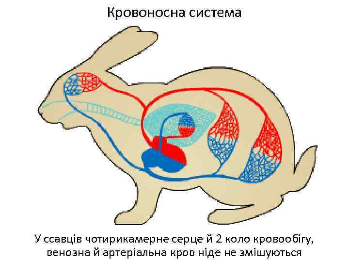 Кровоносна система У ссавців чотирикамерне серце й 2 коло кровообігу, венозна й артеріальна кров
