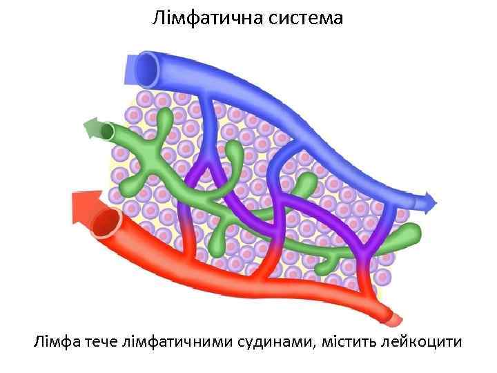 Лімфатична система Лімфа тече лімфатичними судинами, містить лейкоцити 