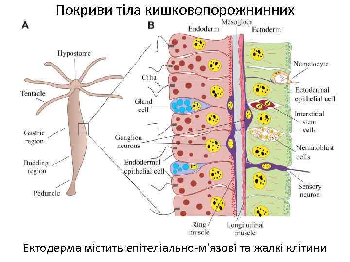 Покриви тіла кишковопорожнинних Ектодерма містить епітеліально-м’язові та жалкі клітини 
