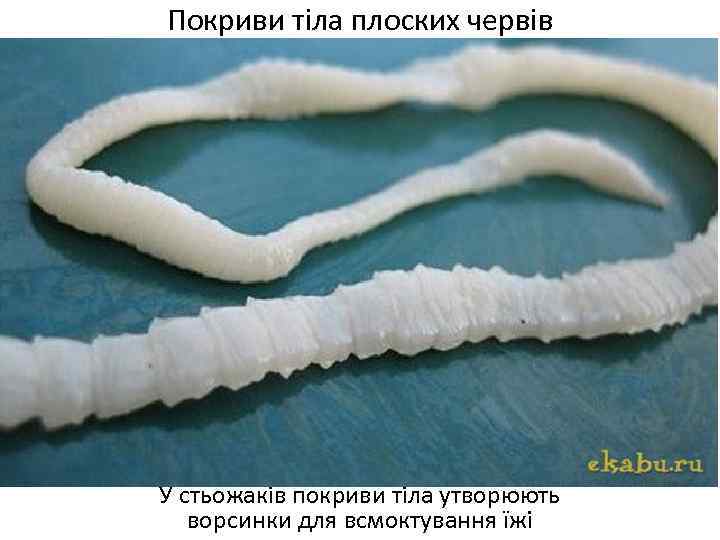 Покриви тіла плоских червів У стьожаків покриви тіла утворюють ворсинки для всмоктування їжі 