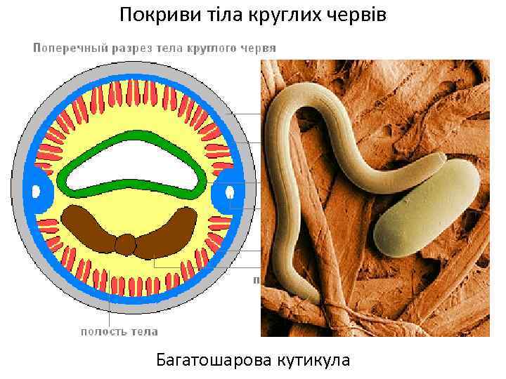 Покриви тіла круглих червів Багатошарова кутикула 