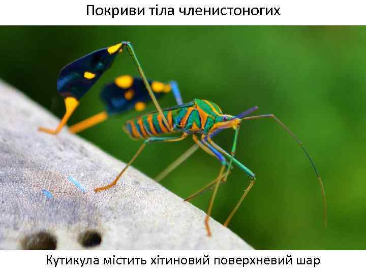 Покриви тіла членистоногих Кутикула містить хітиновий поверхневий шар 