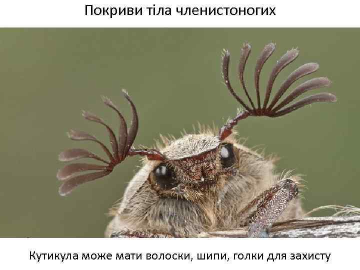 Покриви тіла членистоногих Кутикула може мати волоски, шипи, голки для захисту 