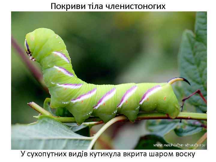 Покриви тіла членистоногих У сухопутних видів кутикула вкрита шаром воску 