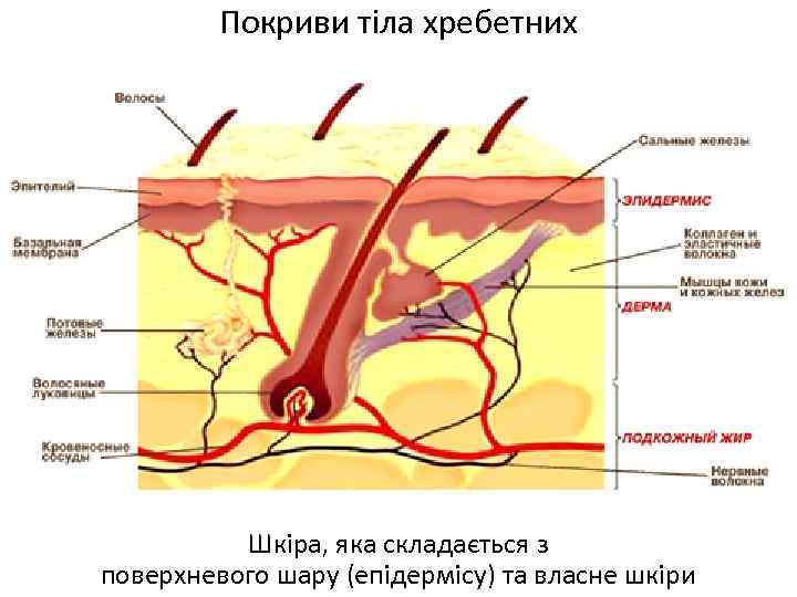 Покриви тіла хребетних Шкіра, яка складається з поверхневого шару (епідермісу) та власне шкіри 