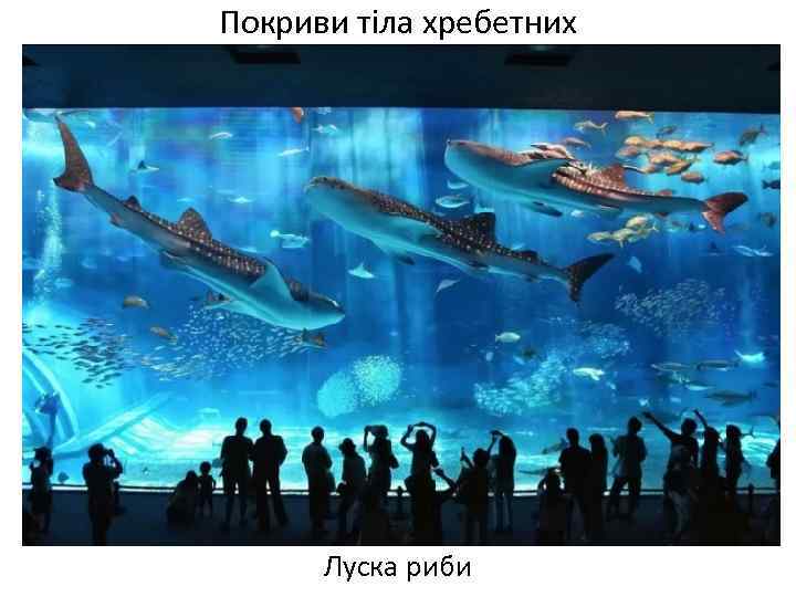 Покриви тіла хребетних Луска риби 