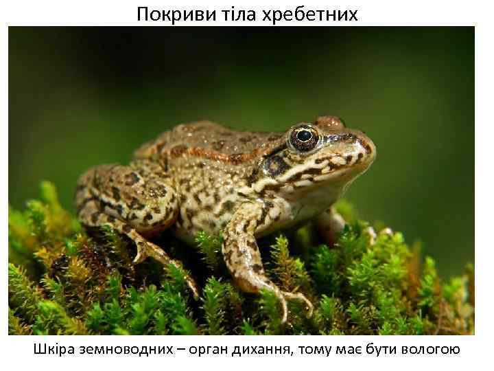 Покриви тіла хребетних Шкіра земноводних – орган дихання, тому має бути вологою 