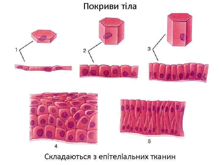 Покриви тіла Складаються з епітеліальних тканин 