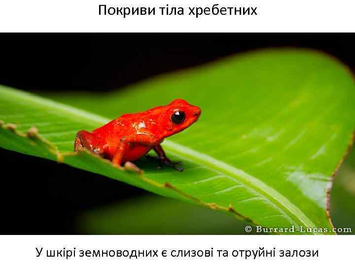 Покриви тіла хребетних У шкірі земноводних є слизові та отруйні залози 