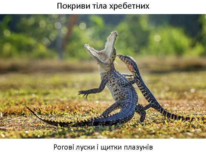 Покриви тіла хребетних Рогові луски і щитки плазунів 