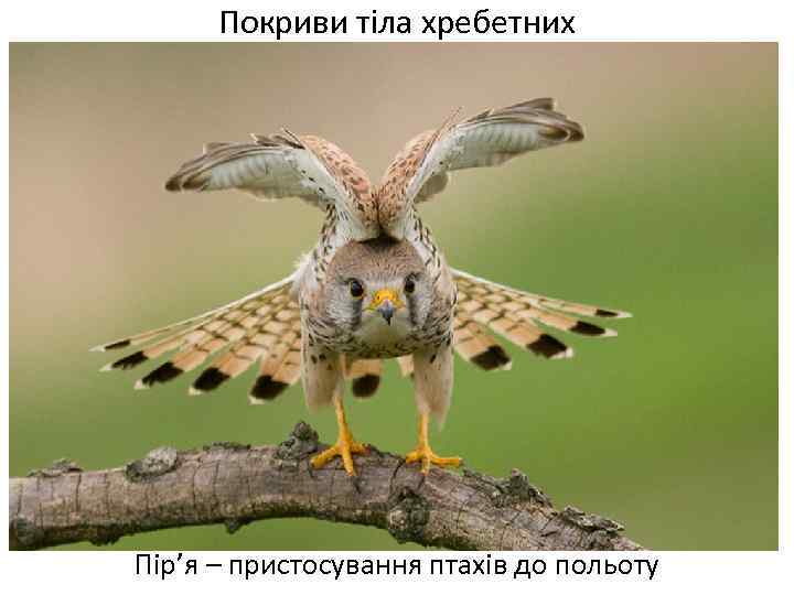 Покриви тіла хребетних Пір’я – пристосування птахів до польоту 