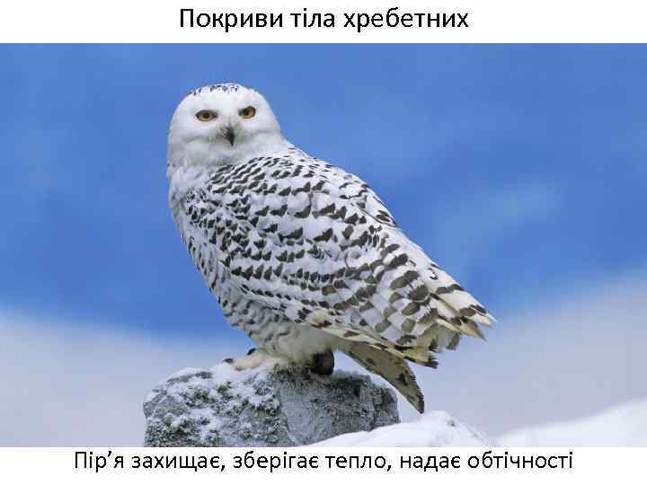Покриви тіла хребетних Пір’я захищає, зберігає тепло, надає обтічності 