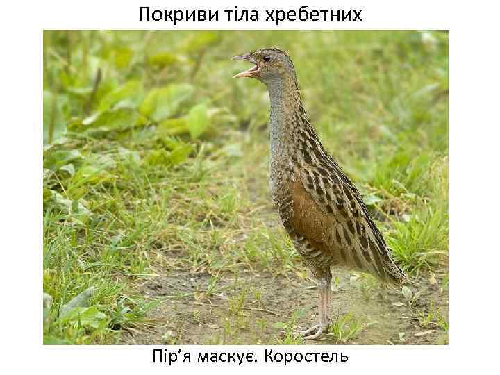 Покриви тіла хребетних Пір’я маскує. Коростель 