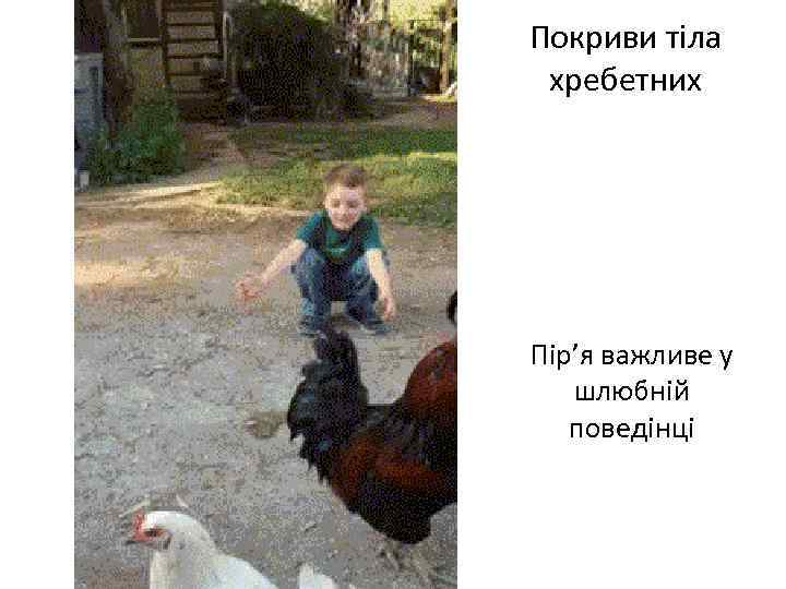 Покриви тіла хребетних Пір’я важливе у шлюбній поведінці 