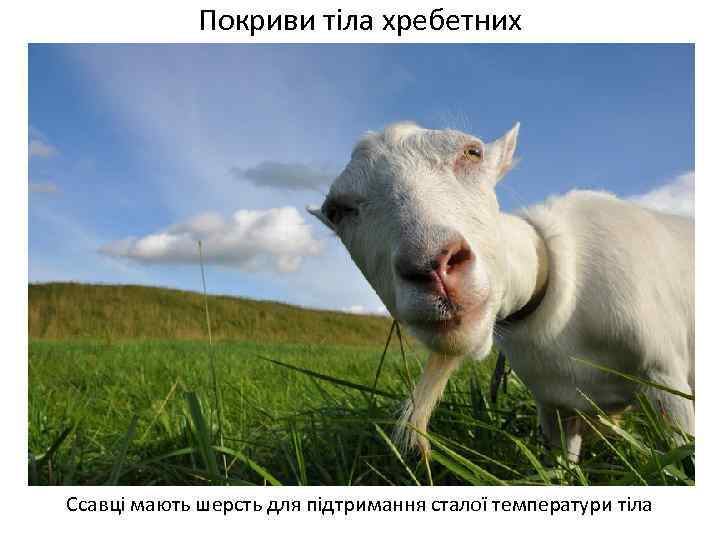Покриви тіла хребетних Ссавці мають шерсть для підтримання сталої температури тіла 