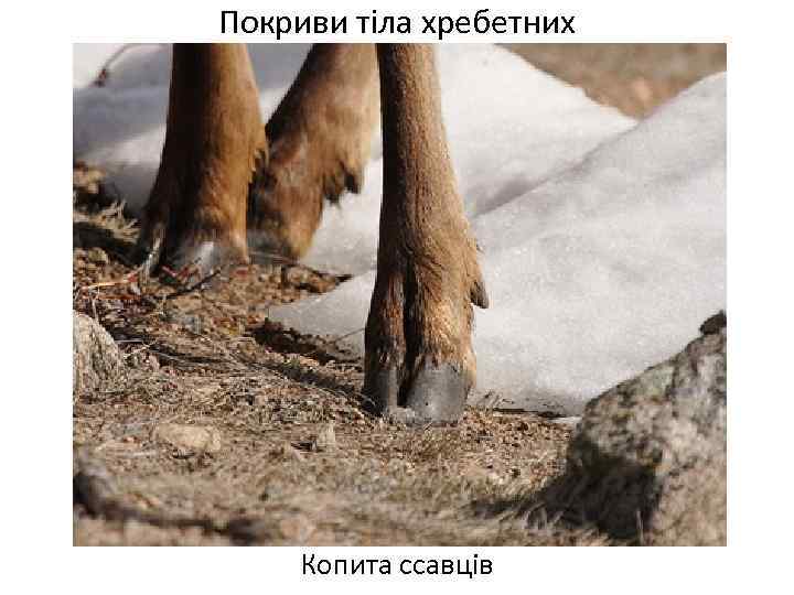 Покриви тіла хребетних Копита ссавців 