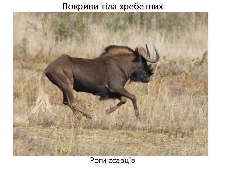 Покриви тіла хребетних Роги ссавців 