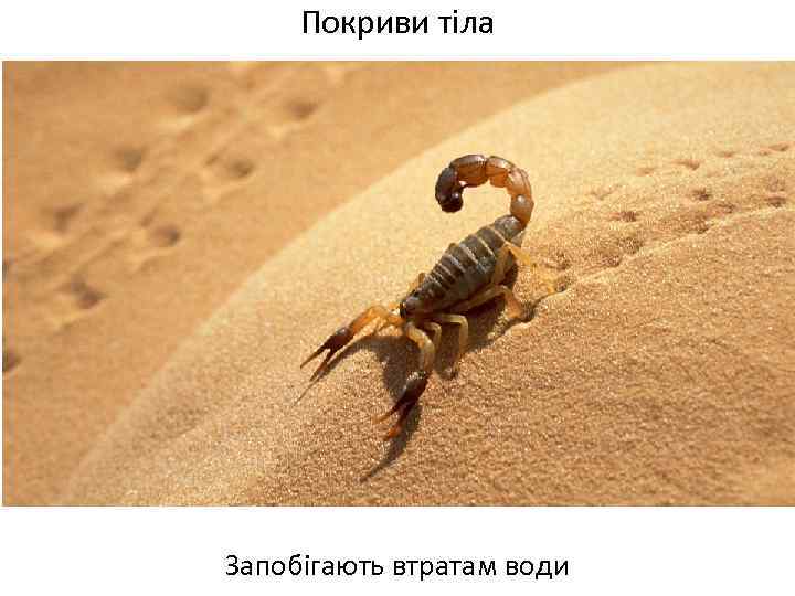 Покриви тіла Запобігають втратам води 