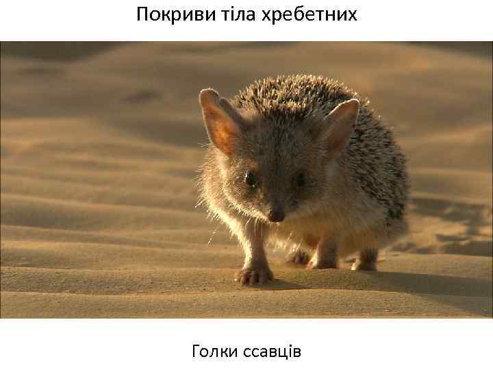 Покриви тіла хребетних Голки ссавців 