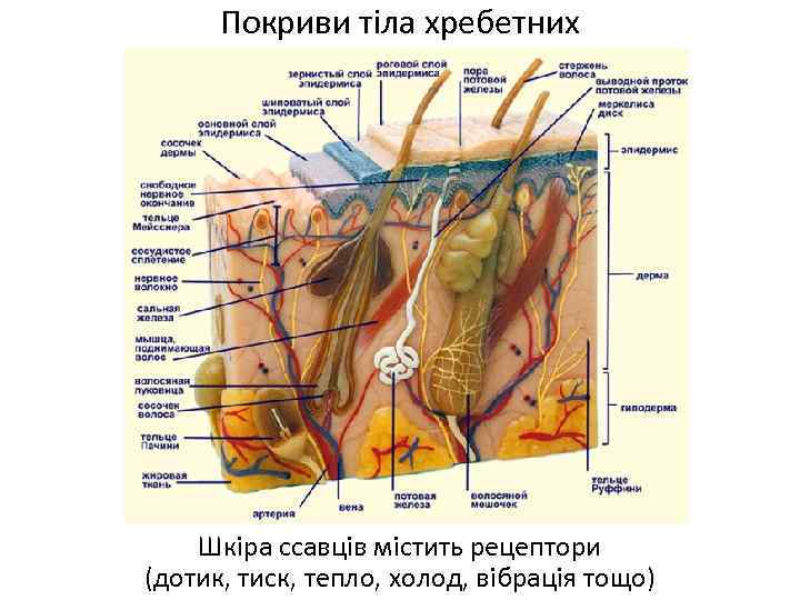 Покриви тіла хребетних Шкіра ссавців містить рецептори (дотик, тиск, тепло, холод, вібрація тощо) 