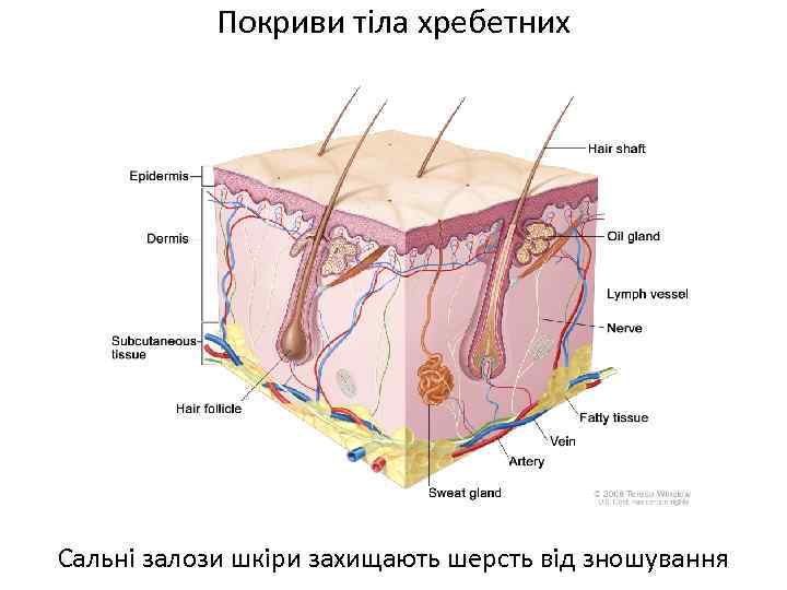 Покриви тіла хребетних Сальні залози шкіри захищають шерсть від зношування 