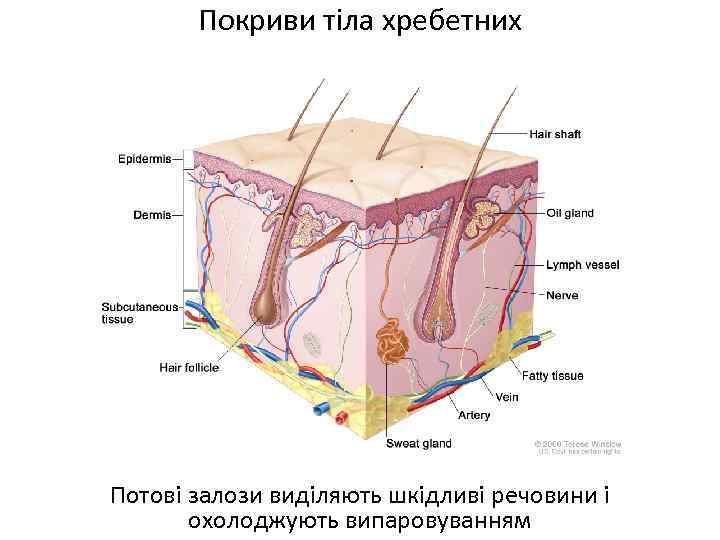 Покриви тіла хребетних Потові залози виділяють шкідливі речовини і охолоджують випаровуванням 
