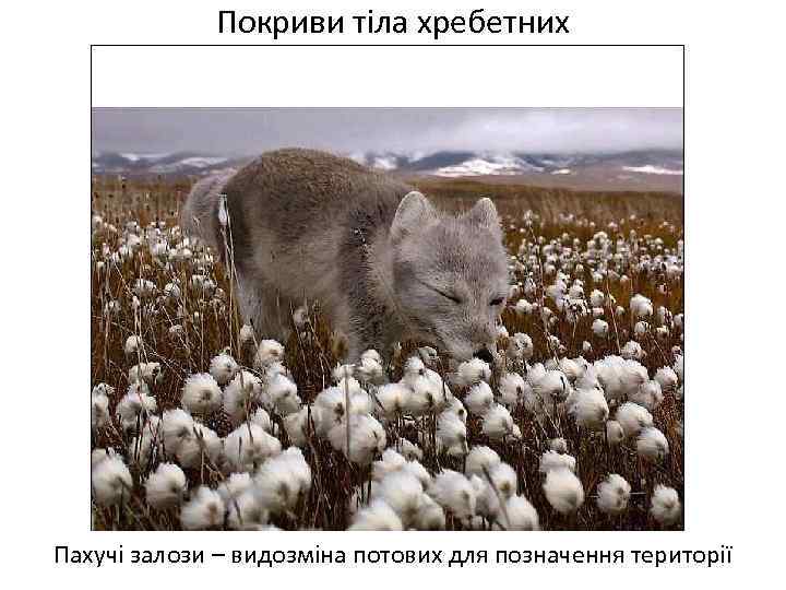 Покриви тіла хребетних Пахучі залози – видозміна потових для позначення території 