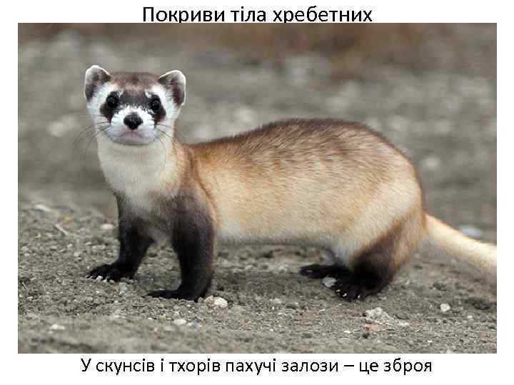 Покриви тіла хребетних У скунсів і тхорів пахучі залози – це зброя 