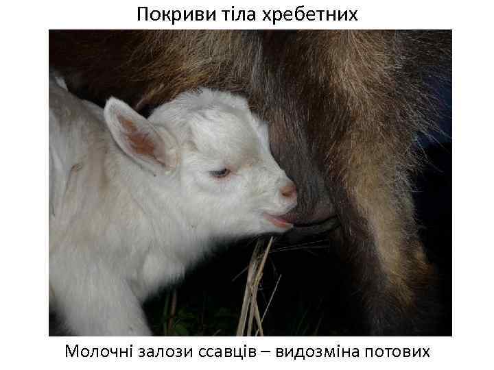 Покриви тіла хребетних Молочні залози ссавців – видозміна потових 