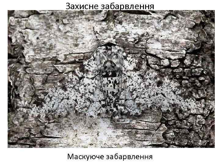 Захисне забарвлення Маскуюче забарвлення 