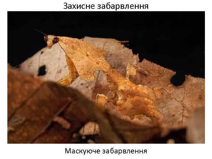 Захисне забарвлення Маскуюче забарвлення 