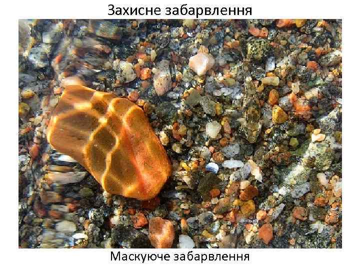 Захисне забарвлення Маскуюче забарвлення 