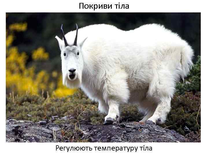 Покриви тіла Регулюють температуру тіла 