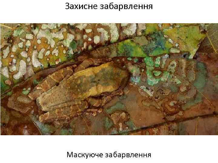 Захисне забарвлення Маскуюче забарвлення 