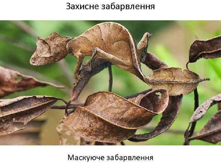 Захисне забарвлення Маскуюче забарвлення 