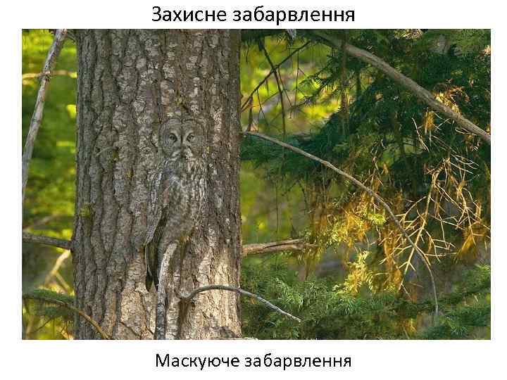 Захисне забарвлення Маскуюче забарвлення 