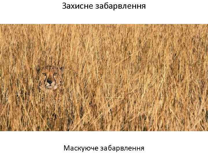 Захисне забарвлення Маскуюче забарвлення 