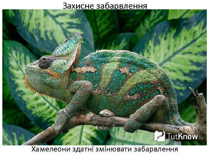 Захисне забарвлення Хамелеони здатні змінювати забарвлення 