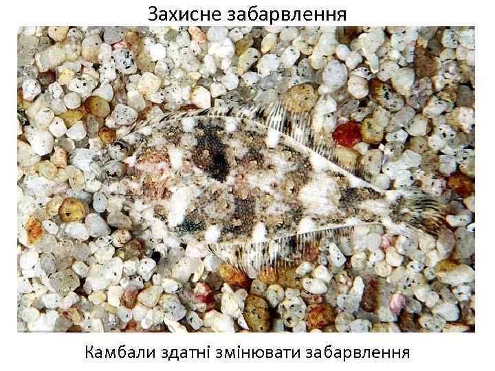 Захисне забарвлення Камбали здатні змінювати забарвлення 
