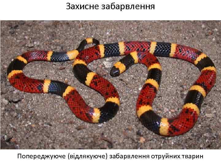 Захисне забарвлення Попереджуюче (відлякуюче) забарвлення отруйних тварин 