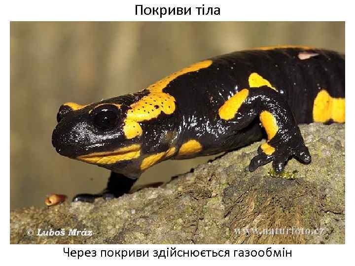 Покриви тіла Через покриви здійснюється газообмін 