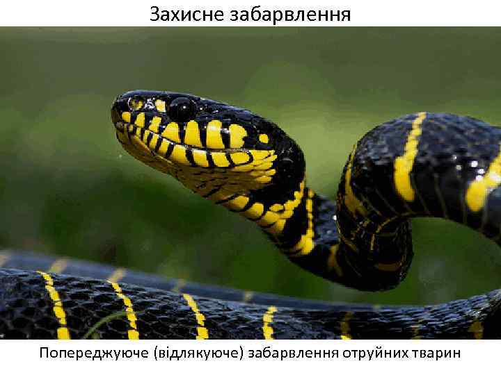 Захисне забарвлення Попереджуюче (відлякуюче) забарвлення отруйних тварин 