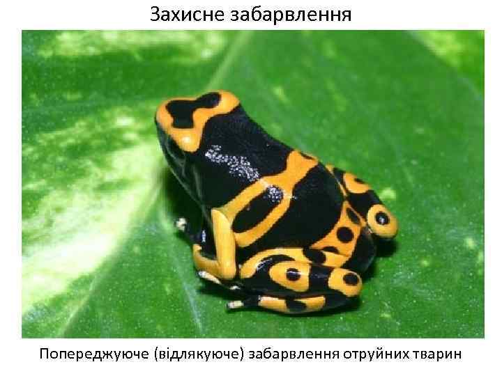 Захисне забарвлення Попереджуюче (відлякуюче) забарвлення отруйних тварин 