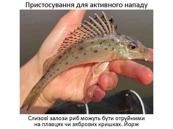 Пристосування для активного нападу Слизові залози риб можуть бути отруйними на плавцях чи зябрових