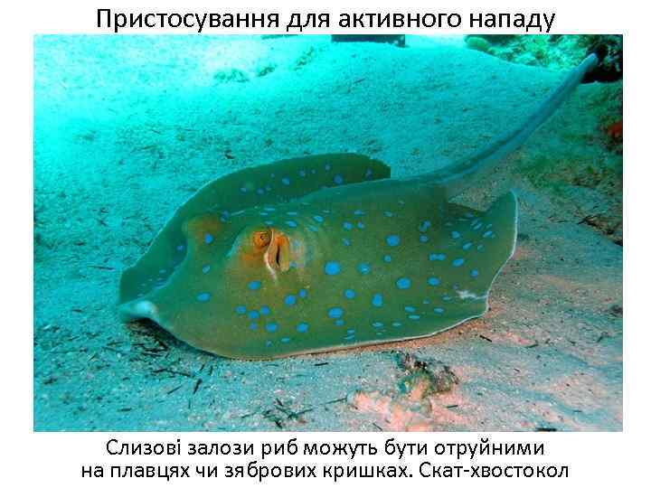 Пристосування для активного нападу Слизові залози риб можуть бути отруйними на плавцях чи зябрових