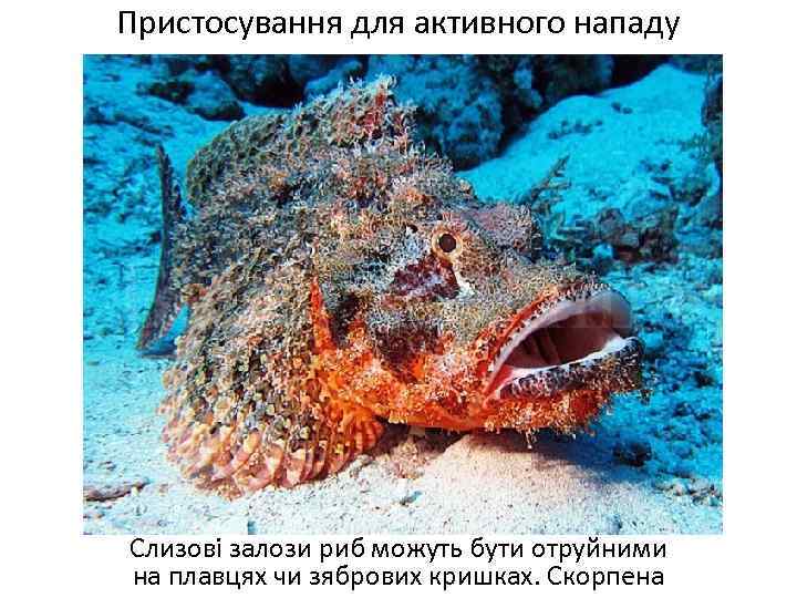 Пристосування для активного нападу Слизові залози риб можуть бути отруйними на плавцях чи зябрових